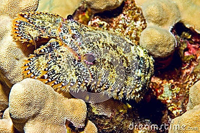 Sculptured slipper lobster Stock Photo