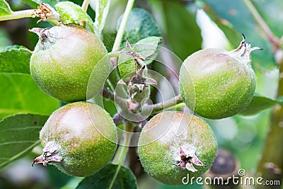 Scrumptious Apples Stock Photo