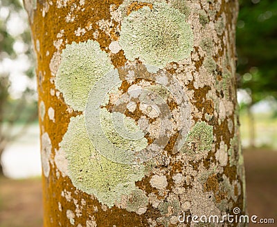 Scurf of tree Stock Photo