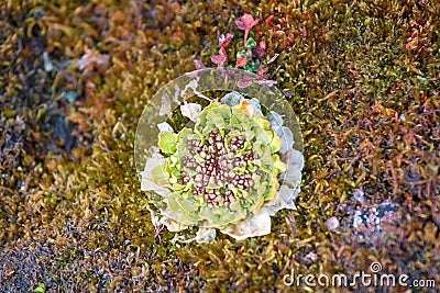 Scurvy grass Cochlearia groenlandica Stock Photo