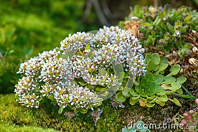 scurvy grass (Cochlearia). Stock Photo