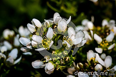 Scurvy grass Stock Photo