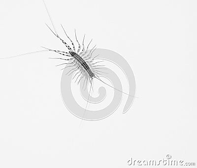 Scutigera coleoptrata (house centipede) on white Stock Photo