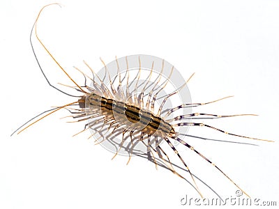 Scutigera coleoptrata insect on white Stock Photo