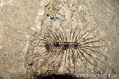 Scutigera coleoptrata Stock Photo