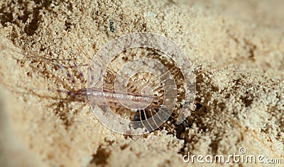 Scutigera hide in sand Stock Photo