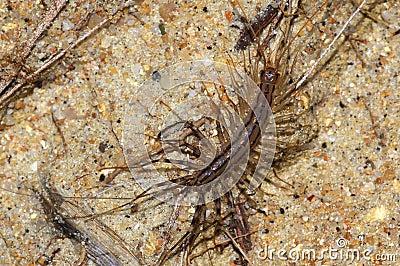 Scutigera, House centipede on the beach Stock Photo