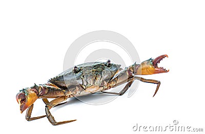 Scylla serrata. Mud crab on white background with copy space. Stock Photo