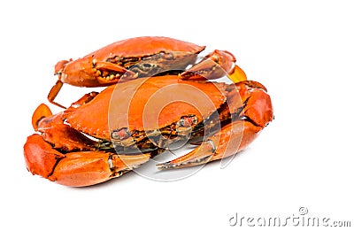 Scylla serrata. Two steamed crab on white background with copy space. Stock Photo