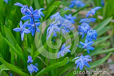 Scylla taurica flowers ,lattin name Scilla difolia in the garden. First spring blue tender flowers Stock Photo