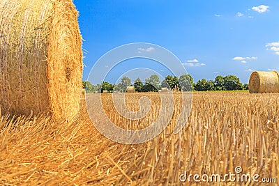 Scythed corn field with bales of strow Stock Photo