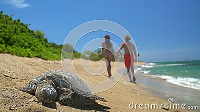 Scène de plage d'hawaii avec la tortue de mer et les couples romantiques main dans la main clips vidéos Scène de plage d'hawaii avec la tortue de mer et les couples romantiques main dans la main clips vidéos