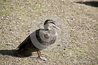 Pacific black duck Stock Photo