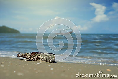 Sea acorn colony on a brown glass bottle dumped pollute at the sand beach,blurred sea and blue sky in background,filtered image Stock Photo