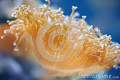 Sea actinia Stock Photo