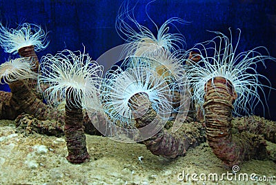 Sea actinia, underwater life, ocean aquarium Stock Photo