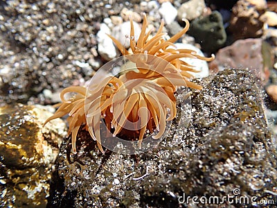 Sea anemone armed with stinging cells launching venom vesicles Stock Photo