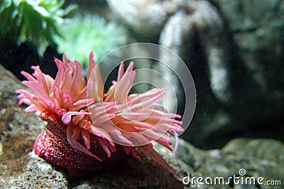 Sea anemone Stock Photo