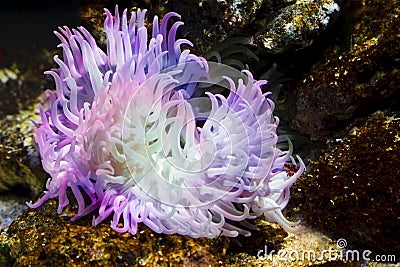 Sea Anemone Stock Photo