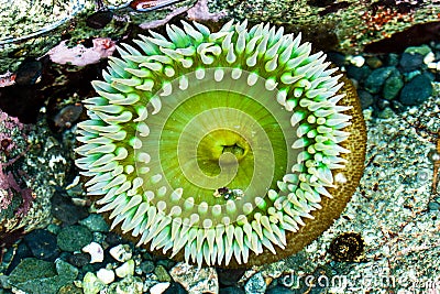 Sea Anemone Stock Photo