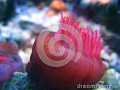 Sea Anemone Stock Photo