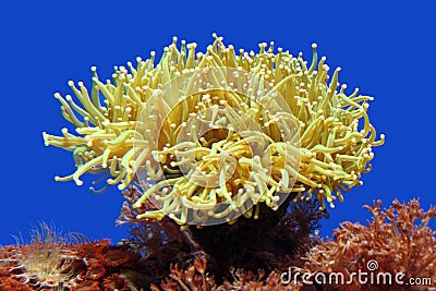 Sea Anemone Stock Photo