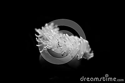 Sea anemone - actiniaria black and white animals portraits Stock Photo