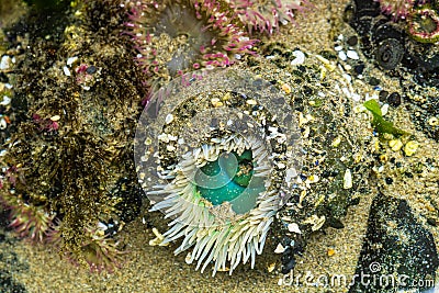 Sea anemone, actiniaria, Oregon coast marine garden, Cannon Beach, USA Stock Photo