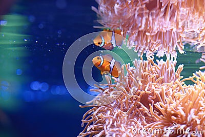 Sea anemone and Anemonefish Stock Photo