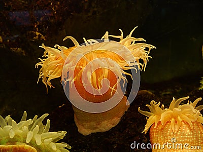 Sea anemone Stock Photo