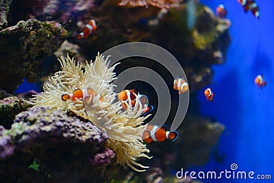 Sea anemone and clown fish in marine aquarium. Blue background Stock Photo