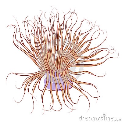 Sea anemone icon, colorful wildlife aquatic life Vector Illustration