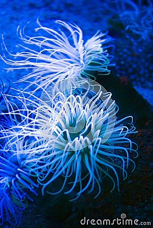 Sea Anemone Stock Photo