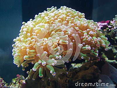 Sea anemone Stock Photo