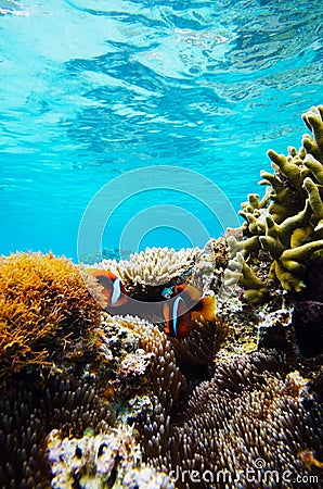 Sea Anemone and Oneband Anemonefish-Amphiprion frenatus Stock Photo