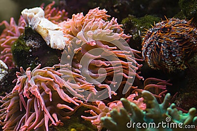 Sea anemone, predatory animal Stock Photo