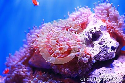 Sea anemone Stock Photo