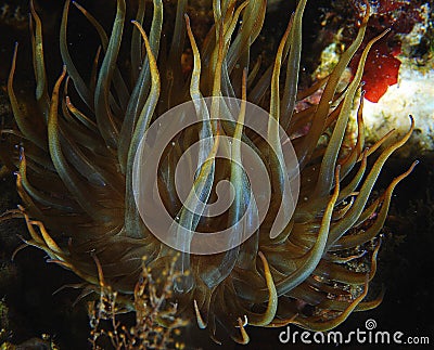 Sea anemone Stock Photo