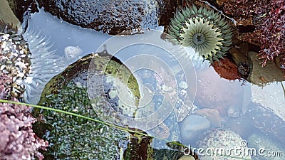 Sea anemone tentacles in tide pool water, anemones in tidepool. Actiniaria polyp Stock Photo