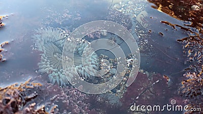Sea anemone tentacles in tide pool water, anemones in tidepool. Actiniaria polyp Stock Photo