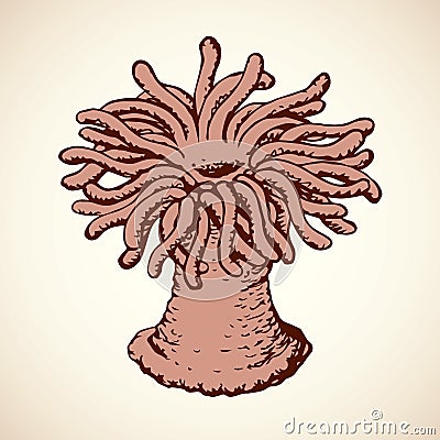 Sea anemone. Vector sketch Vector Illustration