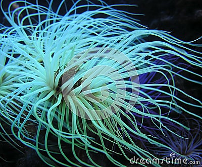 Sea Anemones Stock Photo