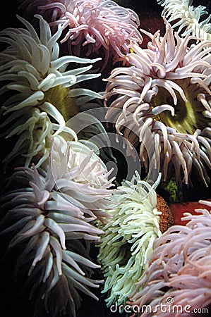 Sea Anemones Stock Photo