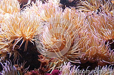 Sea anemones Stock Photo