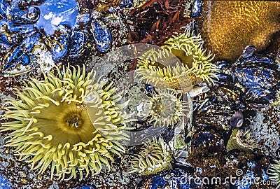 Sea anemones animals of the order Actiniaria Stock Photo