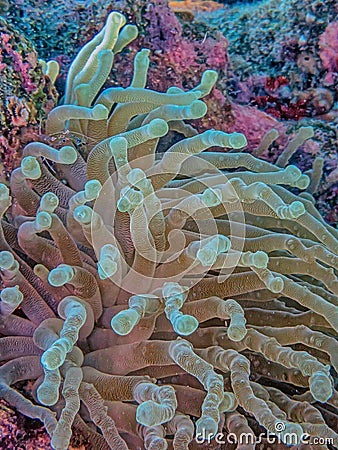 Sea anemones in closeup Atlantic Stock Photo