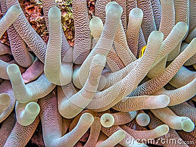 Sea anemones in closeup Atlantic Stock Photo