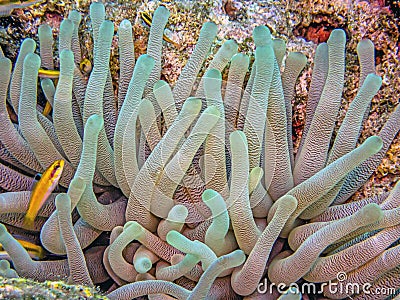 Sea anemones in closeup Atlantic Stock Photo