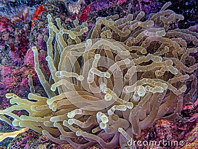 Sea anemones in closeup Atlantic Stock Photo