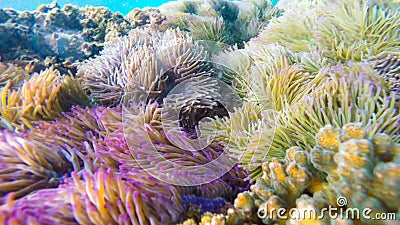 Sea anemones and clownfish found in the coral reef area Stock Photo